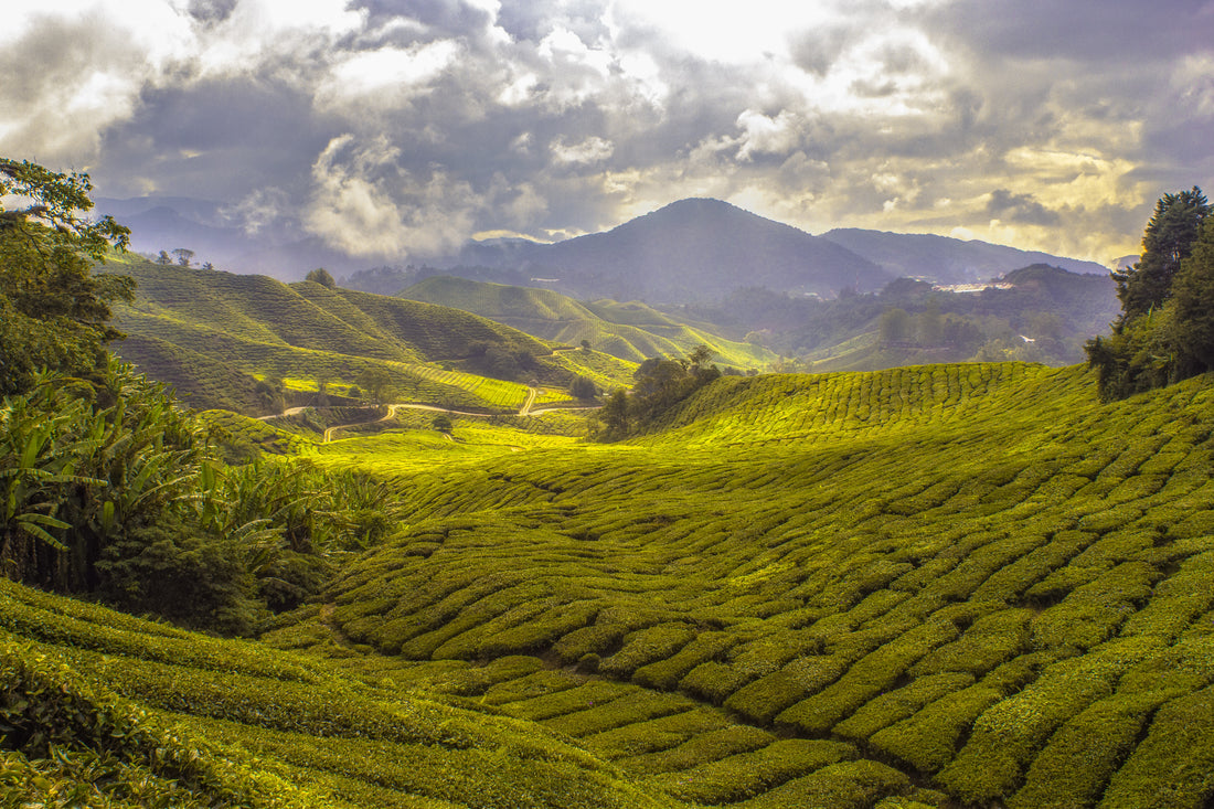 The Influence of Climate: How Weather Shapes Your Coffee Experience